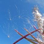 Fireweed seeds. (Courtesy Photo | Bob Armstrong)