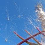 Flying — with or without wings