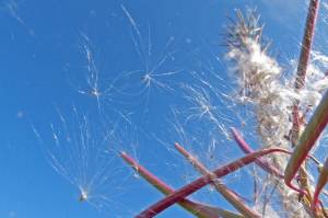 Flying — with or without wings