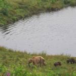 A Kodiak brown bear sow and her three cubs make off with their catch from Frazer Lake. The sockeye run at Frazer Lake was created by fish managers in the 1950s and 1960s. (Courtesy Photo | Lukas DeFilippo)