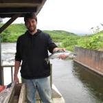 Lukas DeFilippo, who is writing his PhD dissertation on jack salmon, holds a jack sockeye at the Frazer Lake counting weir. (Courtesy Photo | Lukas DeFilippo)