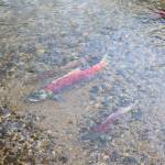 An average-sized spawning sockeye, above, as compared to a spawning jack sockeye salmon, which has spent just one year at sea, as seen in Bristol Bays Wood River watershed in August 2018. (Mary Catharine Martin | SalmonState)