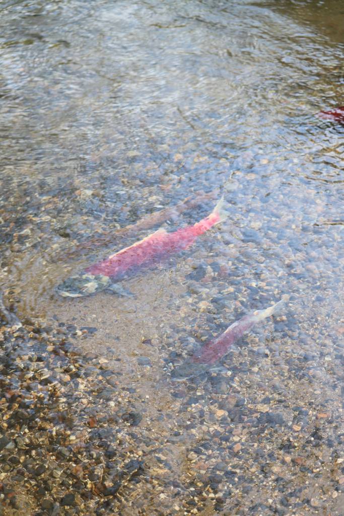 An average-sized spawning sockeye, above, as compared to a spawning jack sockeye salmon, which has spent just one year at sea, as seen in Bristol Bays Wood River watershed in August 2018. (Mary Catharine Martin | SalmonState)