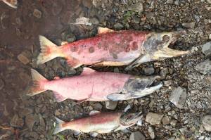 Short-lived salmon play a role in long-term survival