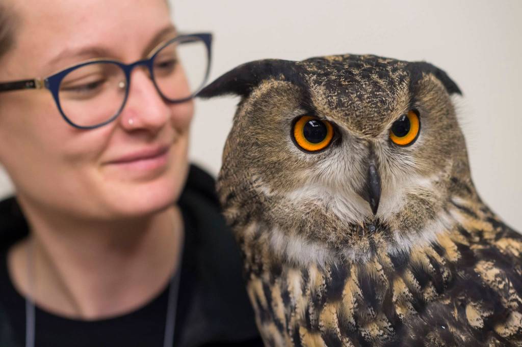 Sidney Campbell holds a Eurasian eagle-owl named Hans from the American Bald Eagle Foundation of Haines at the Public Market in Centennial Hall on Friday, Nov. 23, 2018. (Michael Penn | Juneau Empire)