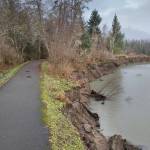 The Kaxdegoowu Heen Dei (Brotherhood Bridge) Trail is close to being eroded away by the Mendenhall River on Monday, Nov. 26, 2018. (Michael Penn | Juneau Empire)