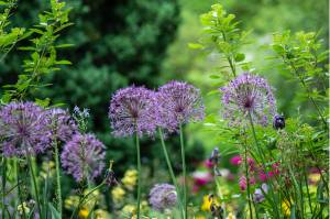 Movie screening to show gardens, raise funds for arboretum