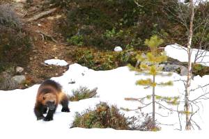 Wildlife Wednesday concerns carnivore conservation