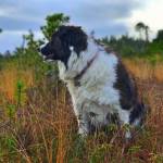 Keet hears something in the muskeg. (Courtesy Photo | Vivian Faith Prescott)