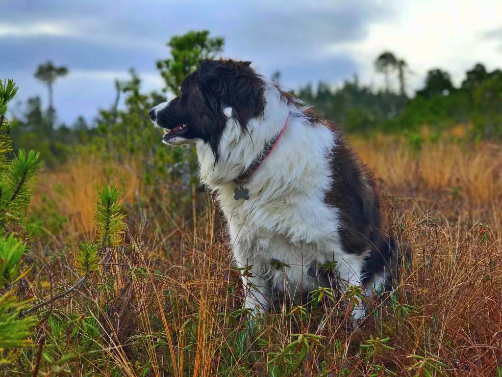 Keet hears something in the muskeg. (Courtesy Photo | Vivian Faith Prescott)