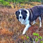 Keet walks on the muskeg. (Courtesy Photo | Vivian Faith Prescott)