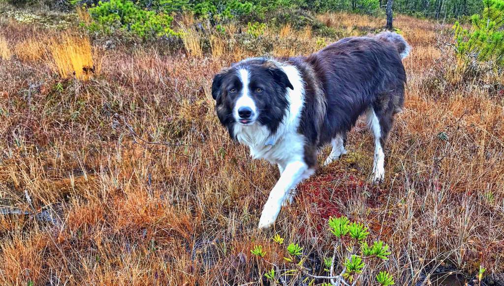 Keet walks on the muskeg. (Courtesy Photo | Vivian Faith Prescott)