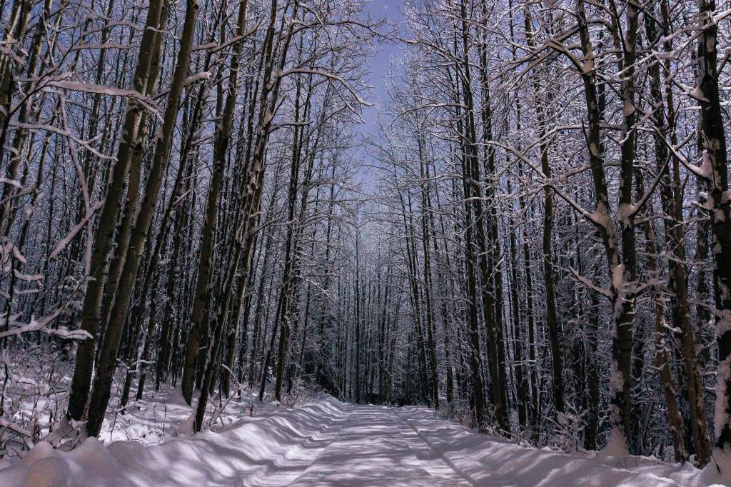 Long exposure photo of the driveway to the cabin at 1 a.m. (Gabe Donohoe | For the Juneau Empire)