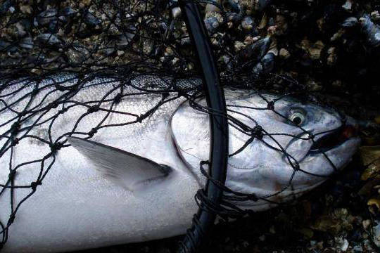 In this file photo, a king salmon lies in a net at Auke Bay. (Bjorn Dihle | For the Juneau Empire)