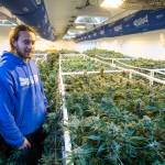 Simon Greer, a teammate at Stoned Salmon Farms, looks over cannabis plants growing in one of their two nursery rooms in Juneau on Tuesday, Dec. 4, 2018. (Michael Penn | Juneau Empire)