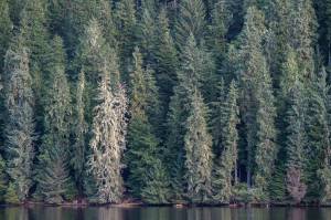 Moss covers old-growth trees along Auke Lake on Thursday, Nov. 29, 2018. (Michael Penn | Juneau Empire)