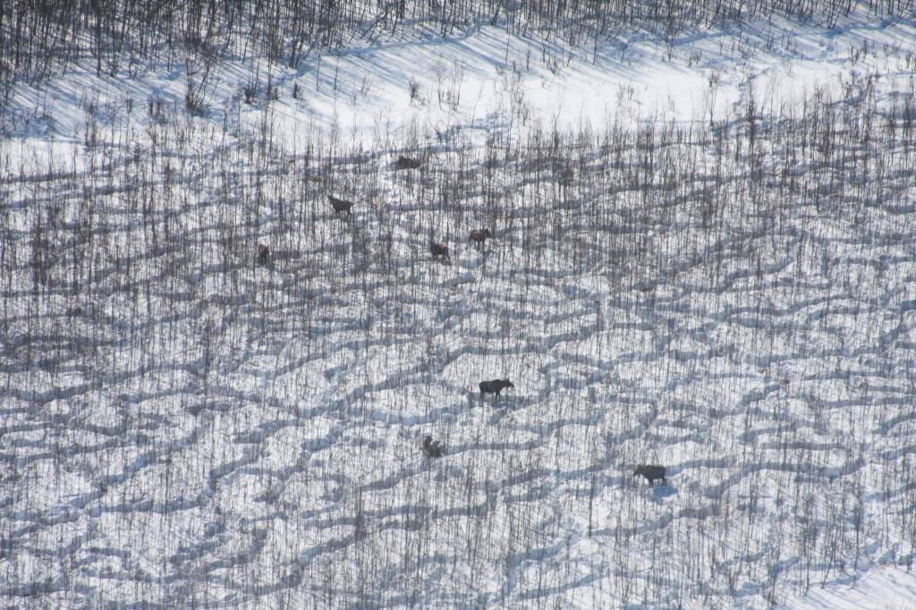 (Courtesy photo | Patrick Jones for Alaska Department of Fish and Game)