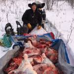 Yukon River moose meet an Alaska winter hunting adventure
