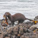 Something to mink about