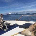 Keishish, Vivian Mork Yéilks husky, enjoying the view of Mount Edgecumbe in Sitka. (Vivian Mork Yéilk | For the Capital City Weekly)