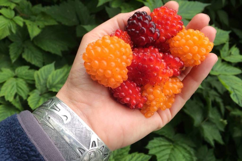 Vivian Mork Yéilk holds orange salmonberry in Sitka. (Vivian Mork Yéilk | For the Capital City Weekly)