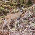A young Sitka black-tailed deer finds fresh greens to eat along Glacier Highway on Tuesday, Jan. 31, 2017. (Michael Penn | Juneau Empire File)