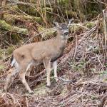 A young Sitka black-tailed deer finds fresh greens to eat along Glacier Highway on Tuesday, Jan. 31, 2017. (Michael Penn | Juneau Empire File)