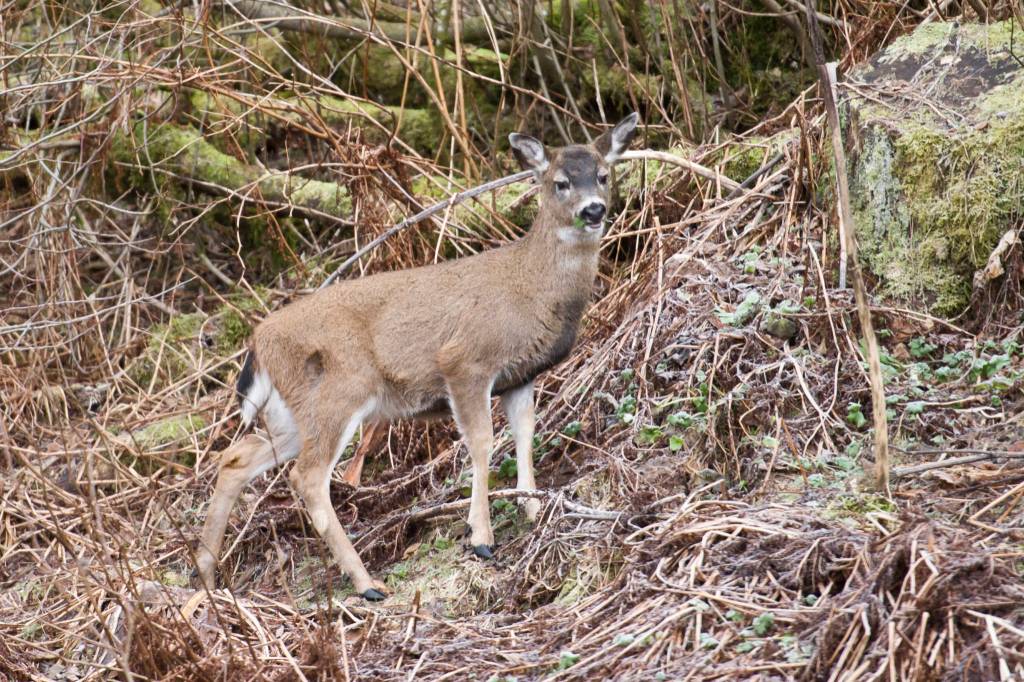 A young Sitka black-tailed deer finds fresh greens to eat along Glacier Highway on Tuesday, Jan. 31, 2017. (Michael Penn | Juneau Empire File)