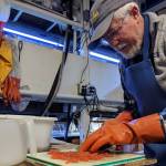 Rich Mattson separates salmon eggs prior to feeding aquarium inhabitants at Douglas Island Pink and Chums Ladd Macaulay Visitor Center on Dec. 24, 2018. (Ben Hohenstatt | Capital City Weekly)