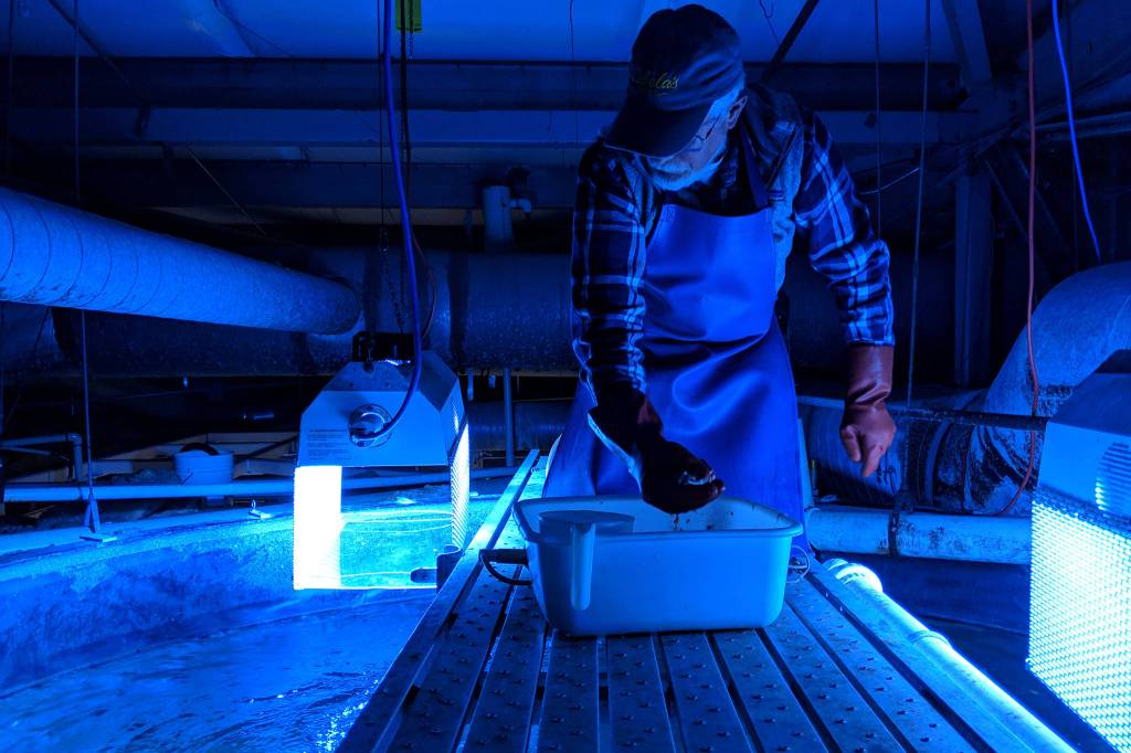 Rich Mattson prepares to deliver a handful of food to the roughly 70 occupants of the large aquarium at the uglas Island Pink and Chums Ladd Macaulay Visitor Center on Dec. 24, 2018. Before tossing food in, Mattson rings a metal pipe to let the fish know its dinner time. (Ben Hohenstatt | Capital City Weekly)