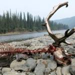 A caribou killed by wolves on a gravel bar of the Fortymile River in the Yukon Territory, just east of the Alaska border. (Courtesy Photo | Ned Rozell)