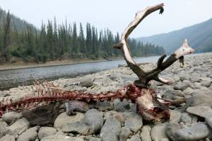 Life recycled on a wilderness gravel bar