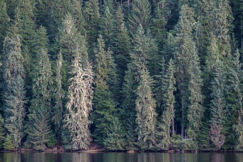 Moss covers old growth trees along Auke Lake on Thursday, Nov. 29, 2018. (Michael Penn | Juneau Empire File)