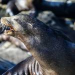 Sea lion bites fisherman, tries to drag him into sea