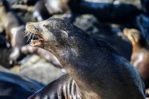 Sea lion bites fisherman, tries to drag him into sea