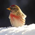 Common redpolls in Fairbanks. (Courtesy Photo | Anne Ruggles)