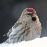 Common redpolls in Fairbanks. (Courtesy Photo | Anne Ruggles)