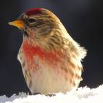 Invasion of redpolls sends seeds flying