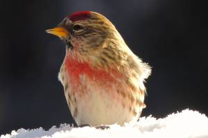 Invasion of redpolls sends seeds flying