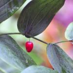 A watermelon berry on Trail on Time. (Courtesy Photo | Helen Unruh)