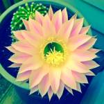 Grandmas Cactus. This is an offshoot of a cactus thats been in Barbara Lynn Stemmermans family for more than 30 years. It blooms once a year. (Courtesy photo | Barbara Lynn Stemmerman)