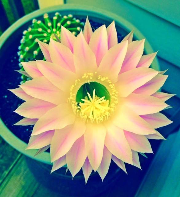 Grandmas Cactus. This is an offshoot of a cactus thats been in Barbara Lynn Stemmermans family for more than 30 years. It blooms once a year. (Courtesy photo | Barbara Lynn Stemmerman)