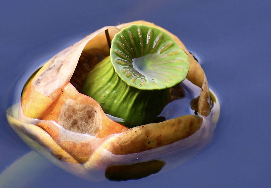 A water lily at Auke Lake. (Courtesy Photo | Helen Unruh)