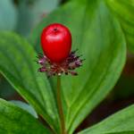A berry on Point Bridget Trail. (Courtesy Photo | Helen Unruh)