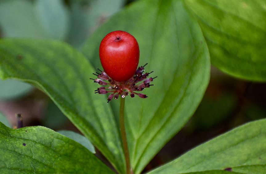 A berry on Point Bridget Trail. (Courtesy Photo | Helen Unruh)