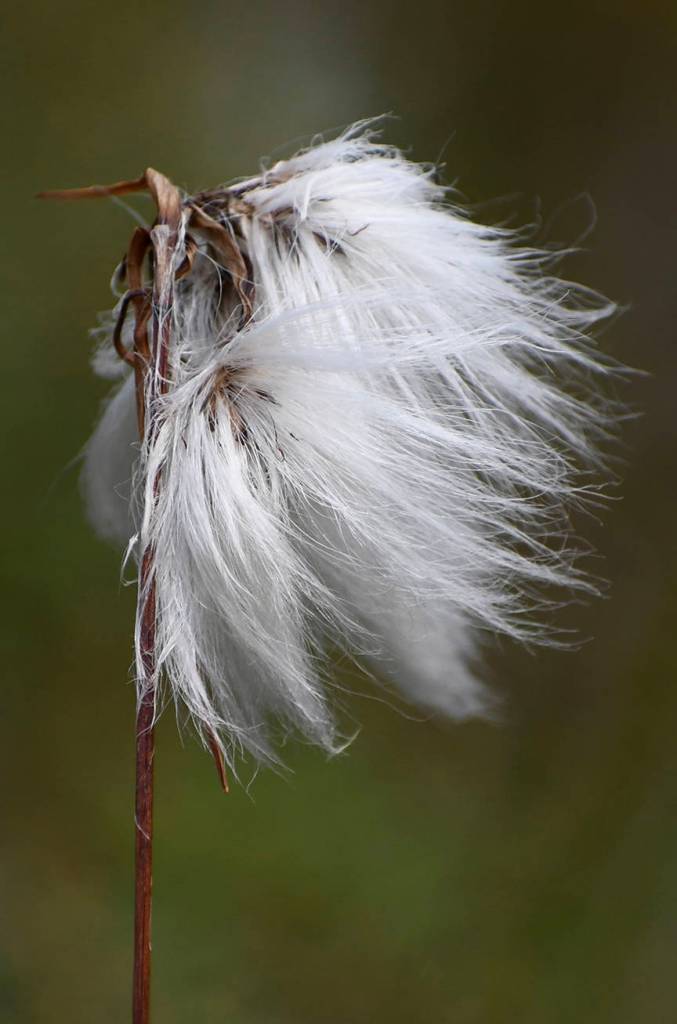 Cotton grass on Point Bridget Trail (Courtesy Photo | Helen Unruh)
