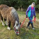 Dr. Susan Hunter-Joerns take Sammy the Wonder Pony on a walk at the Fairweather Equestrian Center on Friday, March 18, 2016. (Michael Penn | Juneau Empire File)