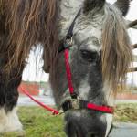 Sammy the Wonder Pony takes advantage of fresh grass while on a walk with his owner, Dr. Susan Hunter-Joerns, at the Fairweather Equestrian Center on Friday, March 18, 2016. (Michael Penn | Juneau Empire File)