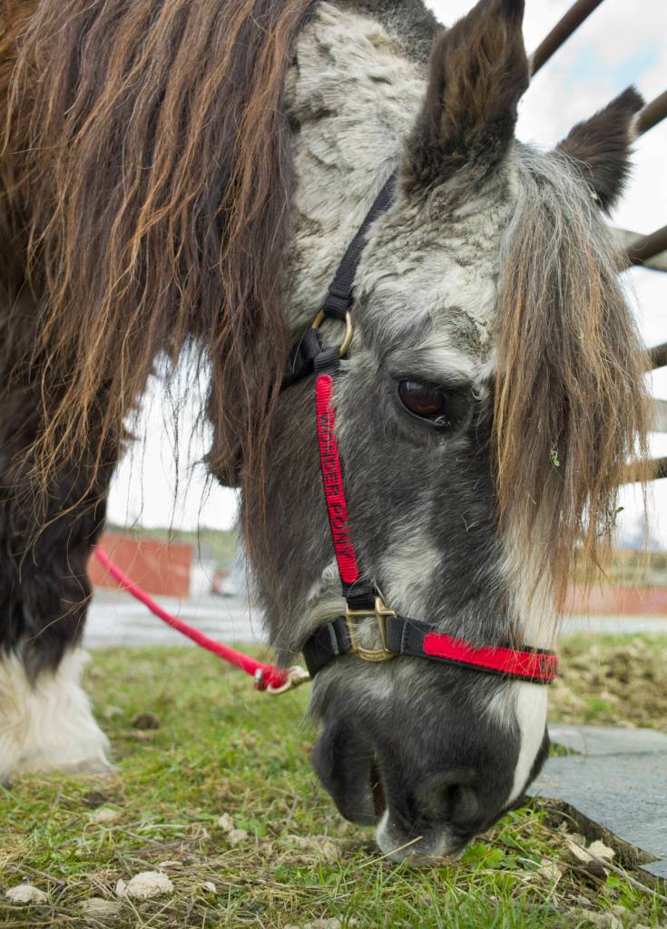 Sammy the Wonder Pony takes advantage of fresh grass while on a walk with his owner, Dr. Susan Hunter-Joerns, at the Fairweather Equestrian Center on Friday, March 18, 2016. (Michael Penn | Juneau Empire File)