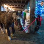 Sammy the Wonder Pony seen here with owner, Dr. Susan Hunter-Joerns into the main arena at the Fairweather Equestrian Center on Monday, Nov. 19, 2018. Sammy died on Christmas Day at the age of 44, which is about 20 years older than ponies generally live. (Michael Penn | Juneau Empire File)